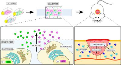 Engineered combinatorial cell device for wound healing and bone regeneration